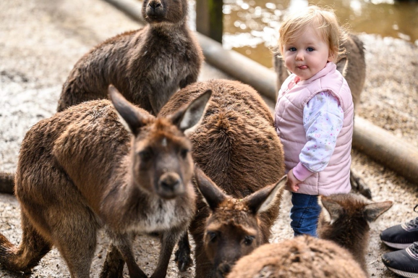 A toddler standing among kangaroos at Featherdale Sydney Wildlife Park