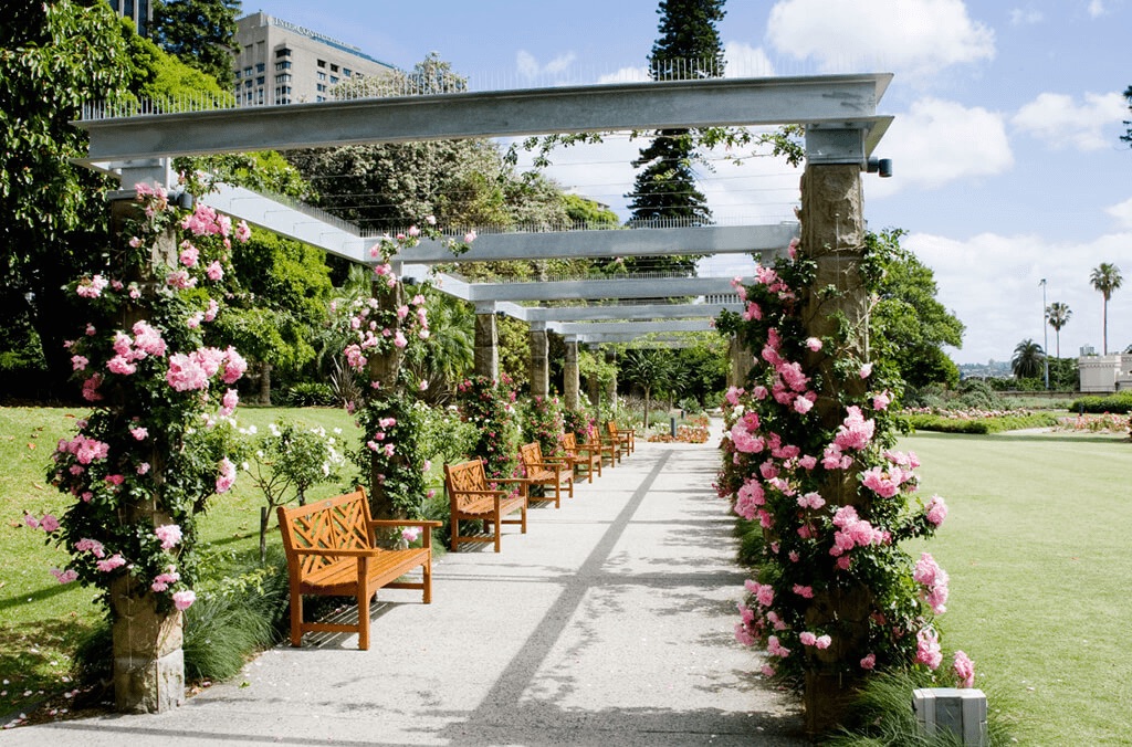 Rose-covered pergola walk in the Royal Botanic Garden Sydney