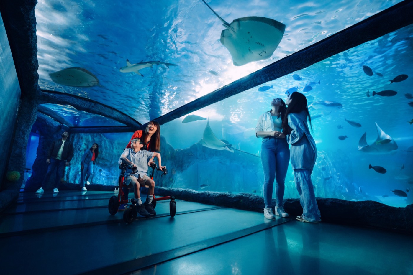 Grey nurse shark swimming overhead at SEA LIFE Sydney Aquarium