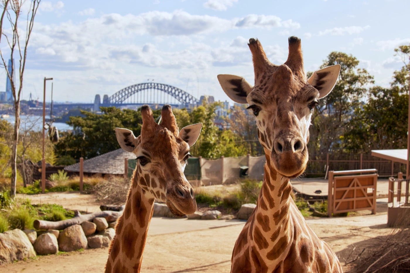 Two giraffes at Taronga Zoo with the Sydney Harbour Bridge in the background