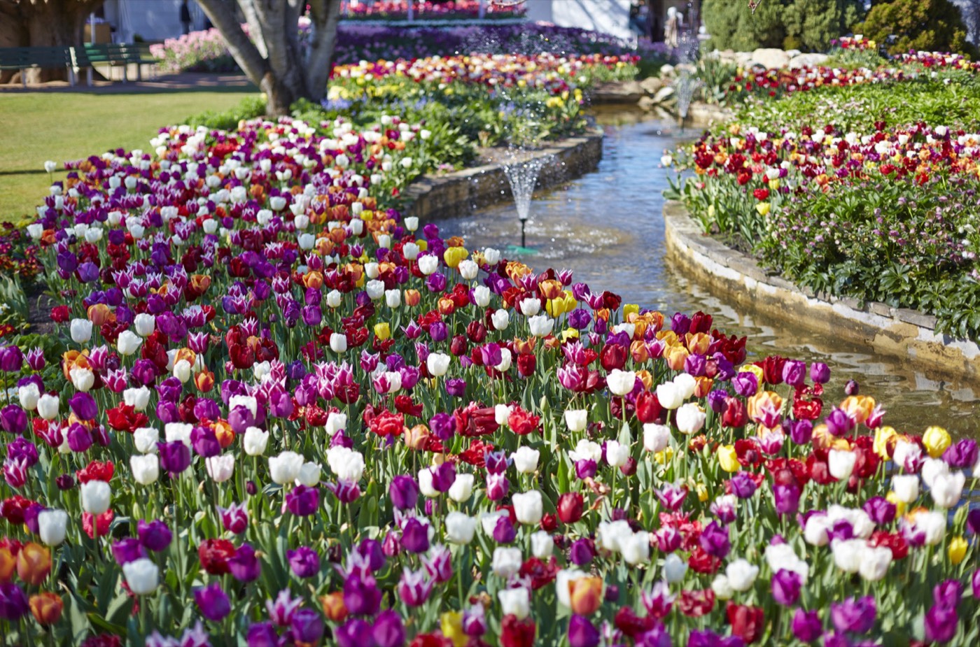 Tulips in bloom in Corbett Gardens, Bowral, during Tulip Time