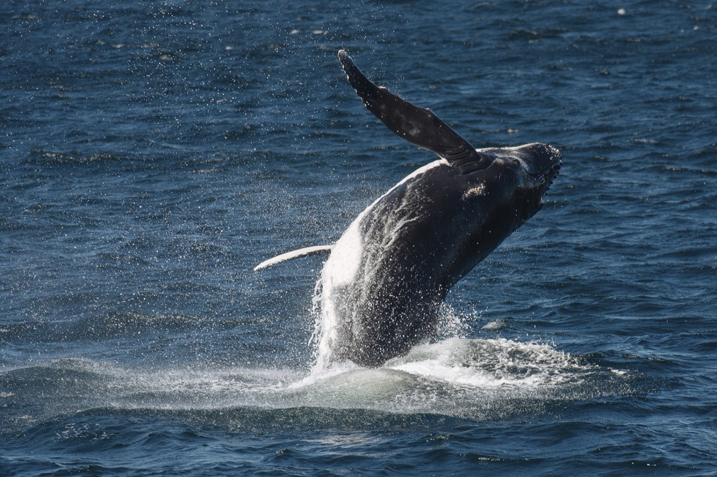 Humpback whale breaching off the Sydney coast
