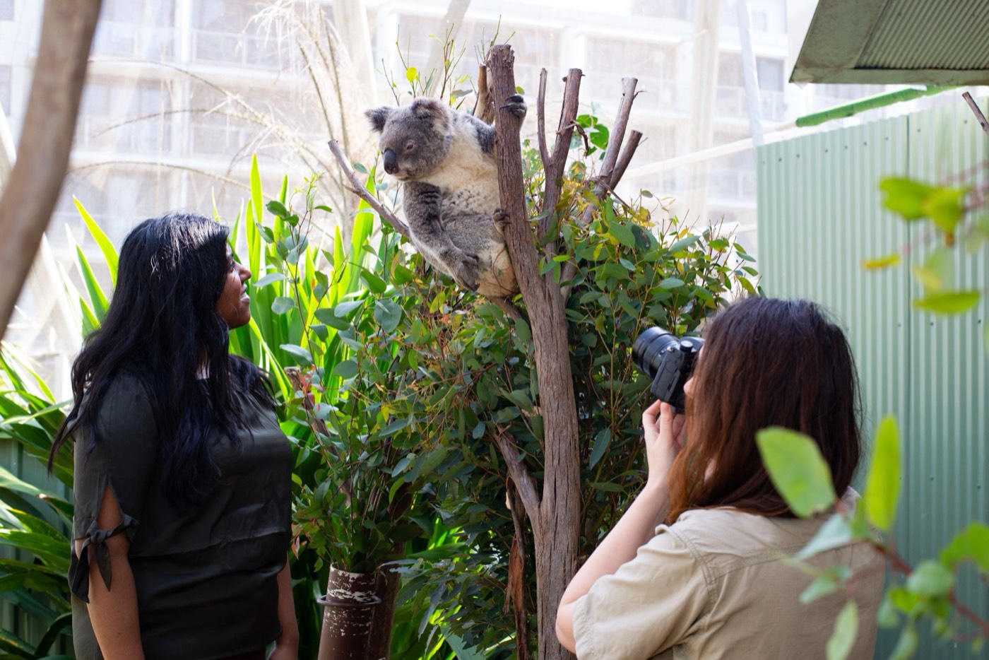 Visitors photographing a koala in a tree at WILD LIFE Sydney Zoo